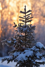 冬日积雪覆盖的云杉树图片下载