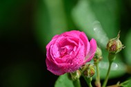 玫红色玫瑰花写真高清图片