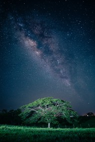 夜晚草地树林唯美星空写真高清图片