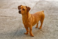 棕色腊肠犬写真精美图片