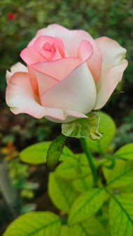 粉色淡雅娇艳玫瑰花精美图片