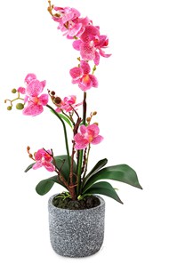 粉色蝴蝶兰盆栽植物写真图片下载