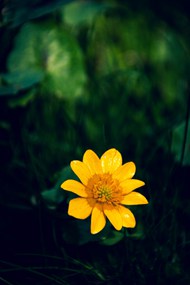 绿叶丛中绽放的黄色菊花高清图片