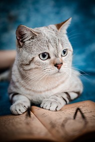 欧洲短毛猫可爱摄影精美图片