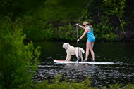 美女和狗站立式单桨冲浪图片大全