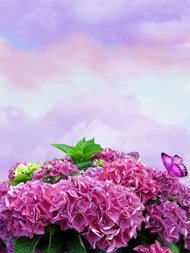 紫色绣球花背景图片下载