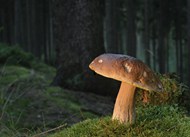 树林野生真菌大蘑菇写真精美图片