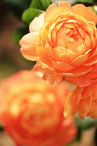 橙色灌木玫瑰花写真图片下载