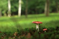 绿色草地野生红蘑菇写真图片下载
