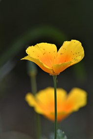 夏日黄色罂粟花花枝写真图片下载