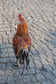 行走在石路上骄傲的大公鸡高清图片