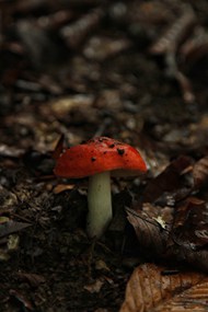 春天地面破土而出的红蘑菇图片下载