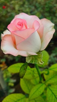 粉色淡雅玫瑰花植株写真精美图片