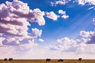 蓝天白云非洲大草原野生动物精美图片