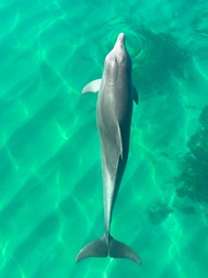 清澈水中自由嬉戏海豚写真图片