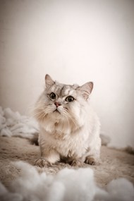高清可爱波斯猫宠物摄影图片