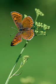 站在花枝上的彩色斑点蝴蝶高清图片