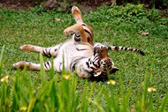 草地上嬉戏玩耍的大老虎图片下载