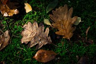 地面落叶凋落写真精美图片