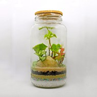 玻璃容器微景观植物写真高清图片