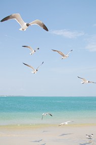唯美蓝色海边海鸥自由飞翔精美图片
