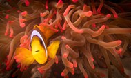 发光海葵小丑鱼水下世界写真高清图片