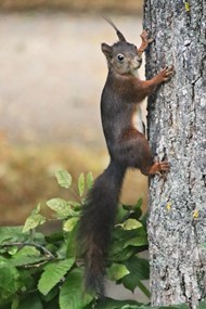 正在攀爬树干的欧亚红松鼠精美图片