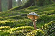绿色草地盘状真菌蘑菇精美图片