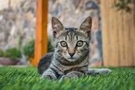 绿色草地可爱小猫咪写真精美图片
