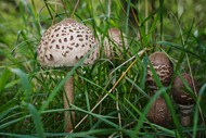 绿色野草丛斑点蘑菇写真图片大全