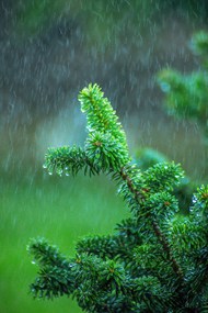 绿色云杉树下雨天写真高清图片