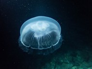 海底世界管水母目动物写真精美图片