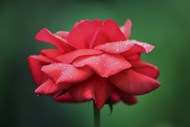 雨后盛开的红色玫瑰花图片下载