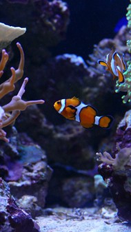 海底珊瑚礁石海草小丑鱼图片下载
