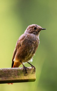 野生棕褐短翅莺写真高清图片