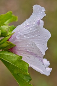 雨后粉色木槿花写真高清图片