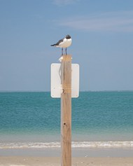 夏日蓝色海边木桩海鸥图片下载