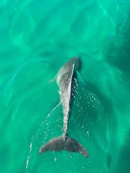 蓝色海洋海豚写真图片