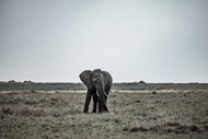 非洲大草原野生非洲象图片大全