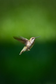 野生红喉北蜂鸟写真精美图片