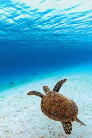 蓝色深海千年玳瑁海龟图片下载