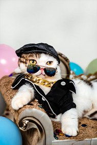 可爱时髦宠物猫咪摄影精美图片