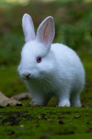 可爱白色宠物兔摄影高清图片