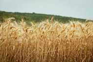 秋季乡村麦田成熟麦子写真图片大全