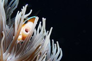 水族馆海葵小丑鱼写真高清图片