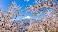 日本富士山粉色樱花写真图片下载