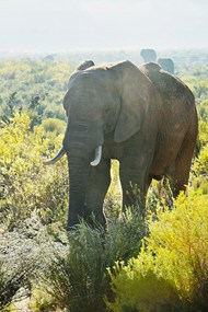 南非野生动物保护区大象写真图片下载