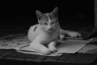 可爱小萌猫黑白单色调写真图片