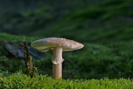 森林地面珍珠菌蘑菇苔藓图片大全