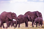 非洲迁徙的野生大象图片大全